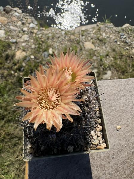 Eriosyce crispa v. carrizalensis